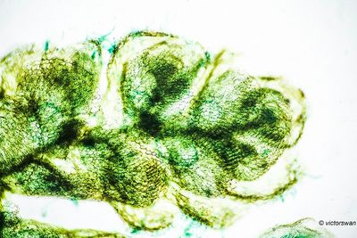 Grote kroosvaren - Azolla filiculoides.JPG