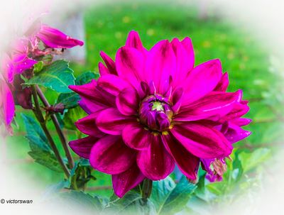 Dahlia-Kasteel Kessel .JPG