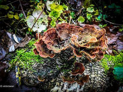Waaierkorstzwam - Stereum subtomentosum .JPG