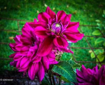 Dahlia-Kasteel Kessel .JPG