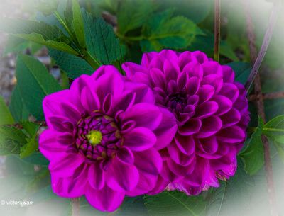 Dahlia-Kasteel Kessel .JPG