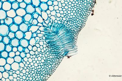 Wijfjesvaren - Athyrium filix-femina.JPG