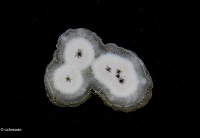 Minerals