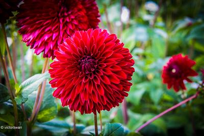 Dahlia