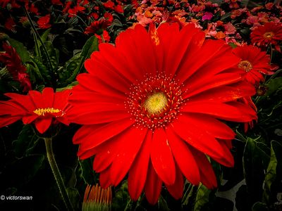 Flowers