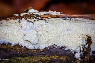 Mushrooms