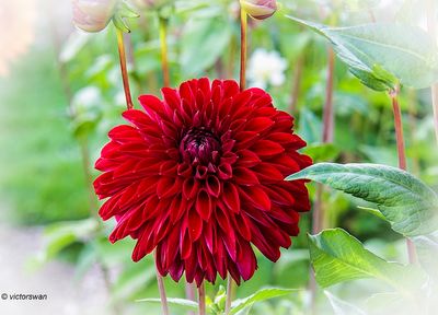 Dahlia