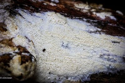 Mushrooms