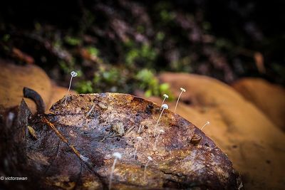 Mushrooms