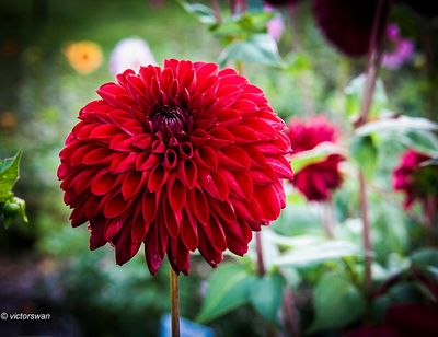 Dahlia