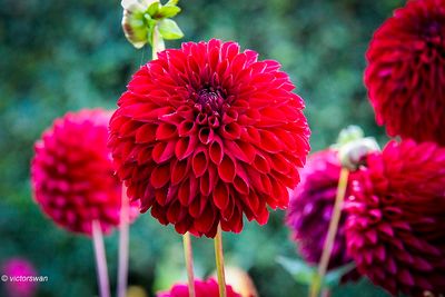 Dahlia