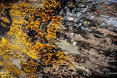 Mushrooms