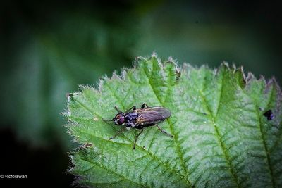 Insects
