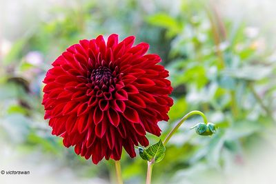 Dahlia