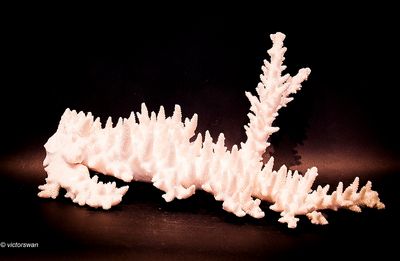 Coral