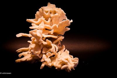 Coral