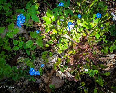 Plants