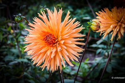Dahlia