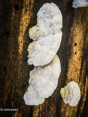Mushrooms