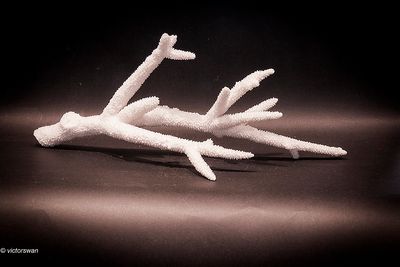 Coral