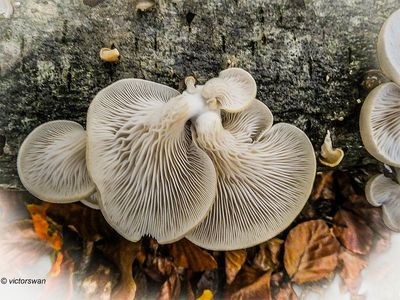 Mushrooms