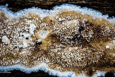 Mushrooms