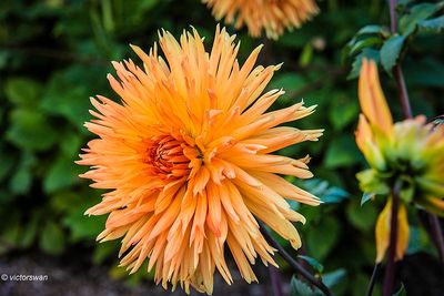 Dahlia