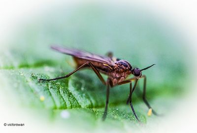 Insects