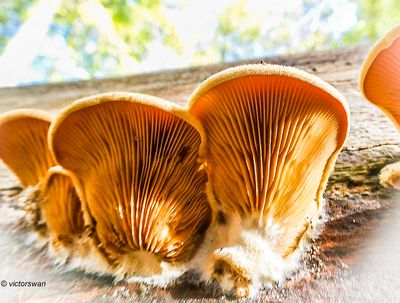 Oranje oesterzwam - Phyllotopsis nidulans.JPG