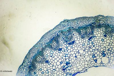 Botanical_preparati ons