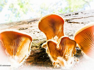 Mushrooms
