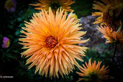 Dahlia