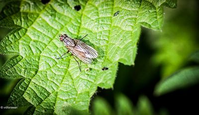 Insects