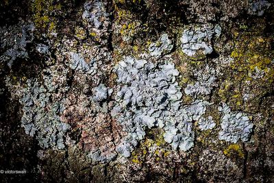 lichens