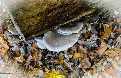 Mushrooms