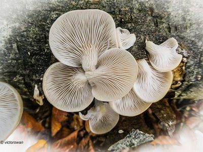 Mushrooms