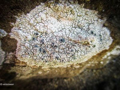 lichens