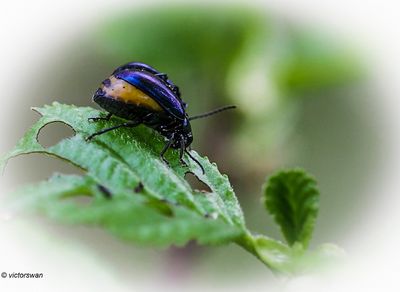 Insects