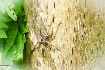 Spiders