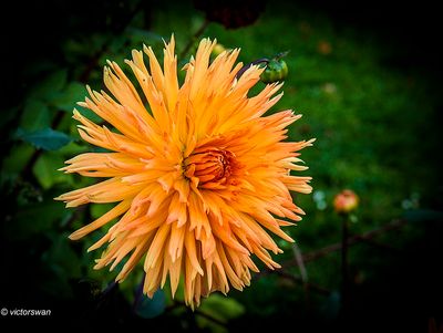 Dahlia