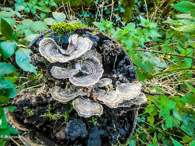 Mushrooms