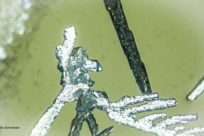 crystallizations