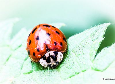 Insects