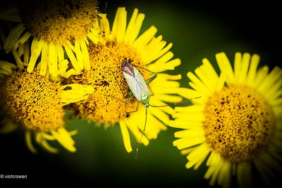 Insects