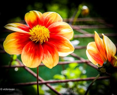 Dahlia