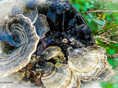 Mushrooms