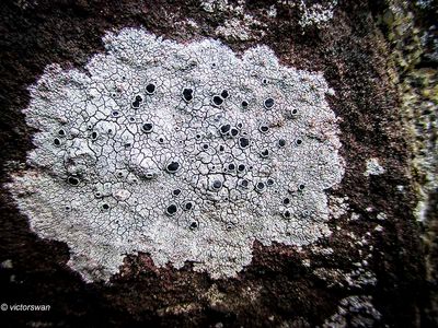 lichens