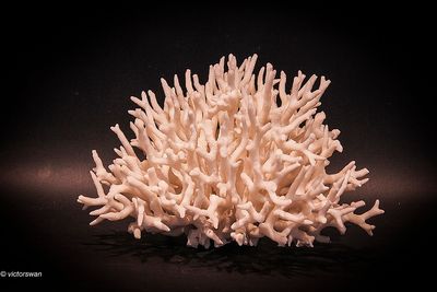 Coral
