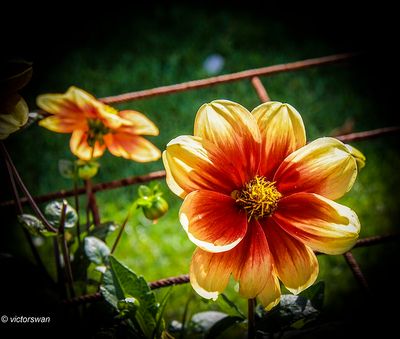 Dahlia