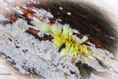 Mushrooms